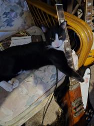 Reunited Male Cat last seen Summit Boulevard and Spanish Trail, Pensacola, FL 32504