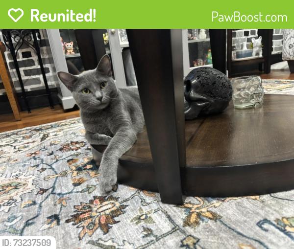 Reunited Female Cat last seen Essex Street, Brooklyn, NY 11237