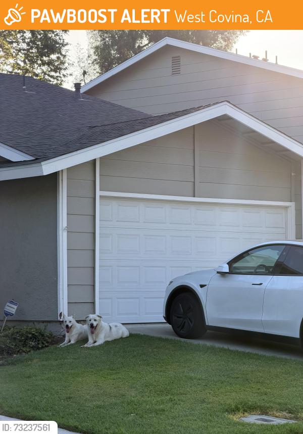 Found/Stray Unknown Dog last seen molokai st, West Covina, CA 91792