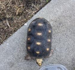 Reunited Female Reptile last seen Near Ridge Line Dr, San Bernardino, CA 92407, USA, San Bernardino, CA 92407