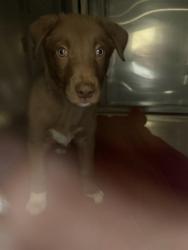 Shelter Stray Male Dog last seen Near KIETZKE LN, RENO NV 89502, 2825 Longley Ln Suite A, Reno, NV 89502, USA