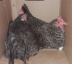 Shelter Stray Unknown Livestock last seen Near BLOCK VISTA BLVD, SPARKS NV 89434, 2825 Longley Ln Suite A, Reno, NV 89502, USA