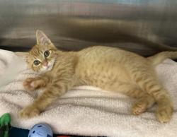 Shelter Stray Female Cat last seen DONDERO WAY, 1950 Stevenson Blvd, Fremont, CA 94538, USA