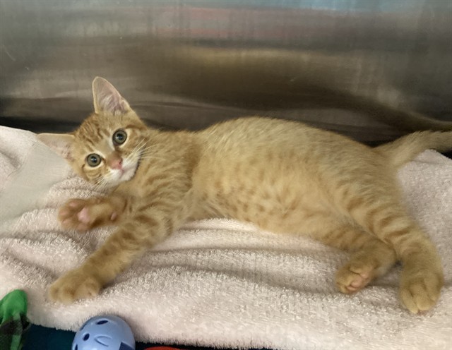 Shelter Stray Female Cat last seen DONDERO WAY, 1950 Stevenson Blvd, Fremont, CA 94538, USA