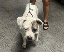Shelter Stray Female Dog last seen , 11361 W Pico Blvd, Los Angeles, CA 90064, USA