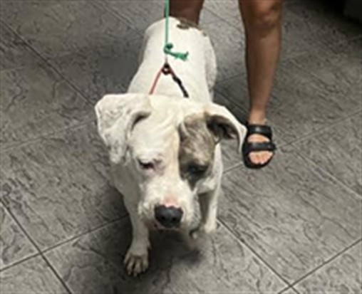 Shelter Stray Female Dog last seen , 11361 W Pico Blvd, Los Angeles, CA 90064, USA