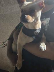 Found/Stray Male Dog last seen S.McBride and Eagle St., East Los Angeles, CA 90022