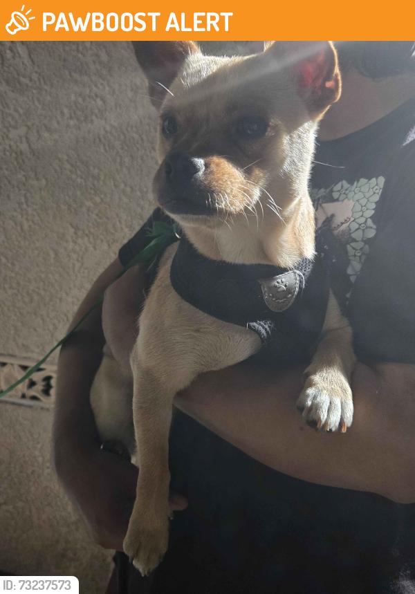 Found/Stray Male Dog last seen S.McBride and Eagle St., East Los Angeles, CA 90022