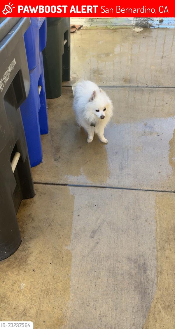Lost Male Dog last seen Tippecanoe and 5th street, San Bernardino, CA 92415