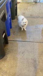 Lost Male Dog last seen Tippecanoe and 5th street, San Bernardino, CA 92415