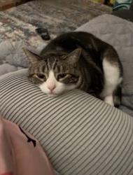 Lost Male Cat last seen Eastridge Cir. & Gateway, Pacifica, CA 94044