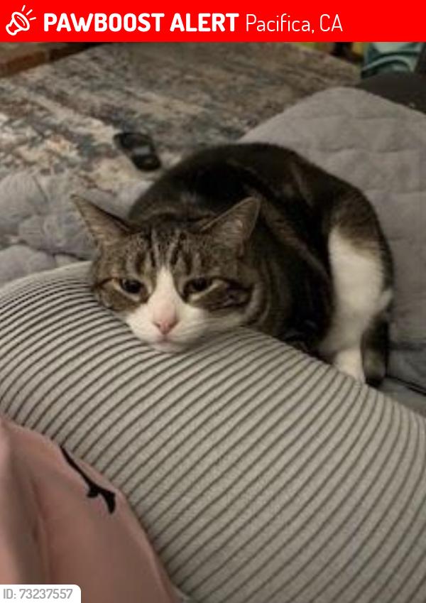Lost Male Cat last seen Eastridge Cir. & Gateway, Pacifica, CA 94044