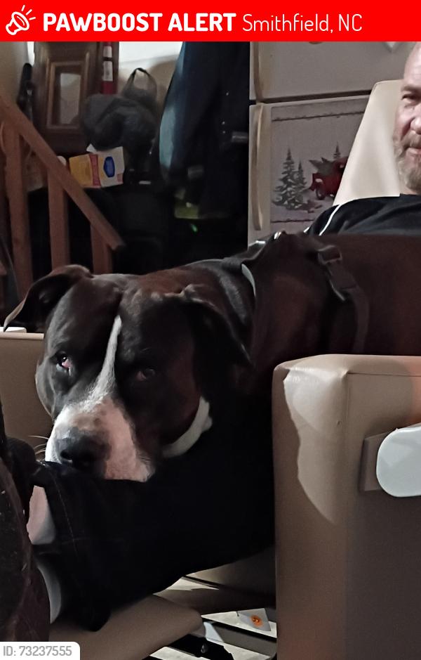Lost Male Dog last seen Cleveland Rd, Smithfield, NC 27577
