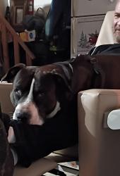 Lost Male Dog last seen Cleveland Rd, Smithfield, NC 27577