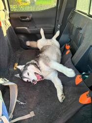 Reunited Male Dog last seen Bethel Park, Eugene, OR, Eugene, OR 97402