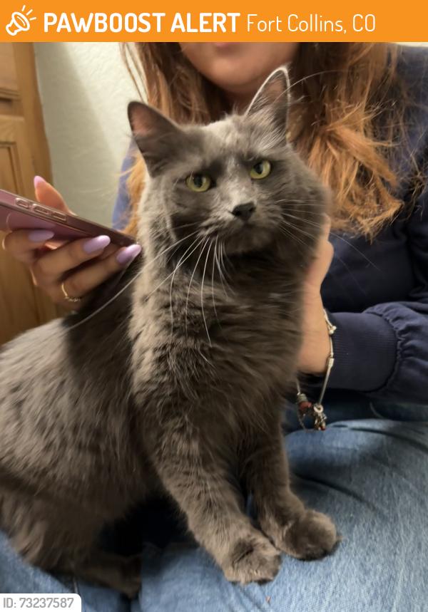 Found/Stray Female Cat last seen Northfield cndmniums, Fort Collins, CO 80521