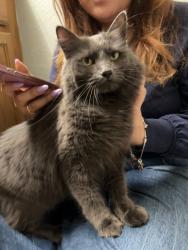 Found/Stray Female Cat last seen Northfield cndmniums, Fort Collins, CO 80521