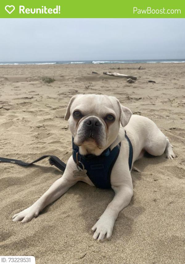 Reunited Male Dog last seen Linda Vista, Belvedere Tiburon, CA 94920