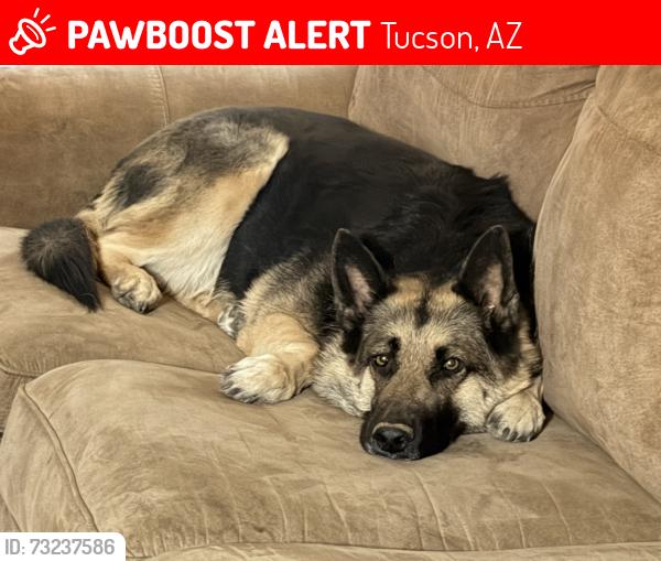 Lost Female Dog last seen Near Ryan’s Airfield, Tucson, AZ 85735