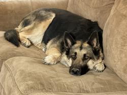 Lost Female Dog last seen Near Ryan’s Airfield, Tucson, AZ 85735