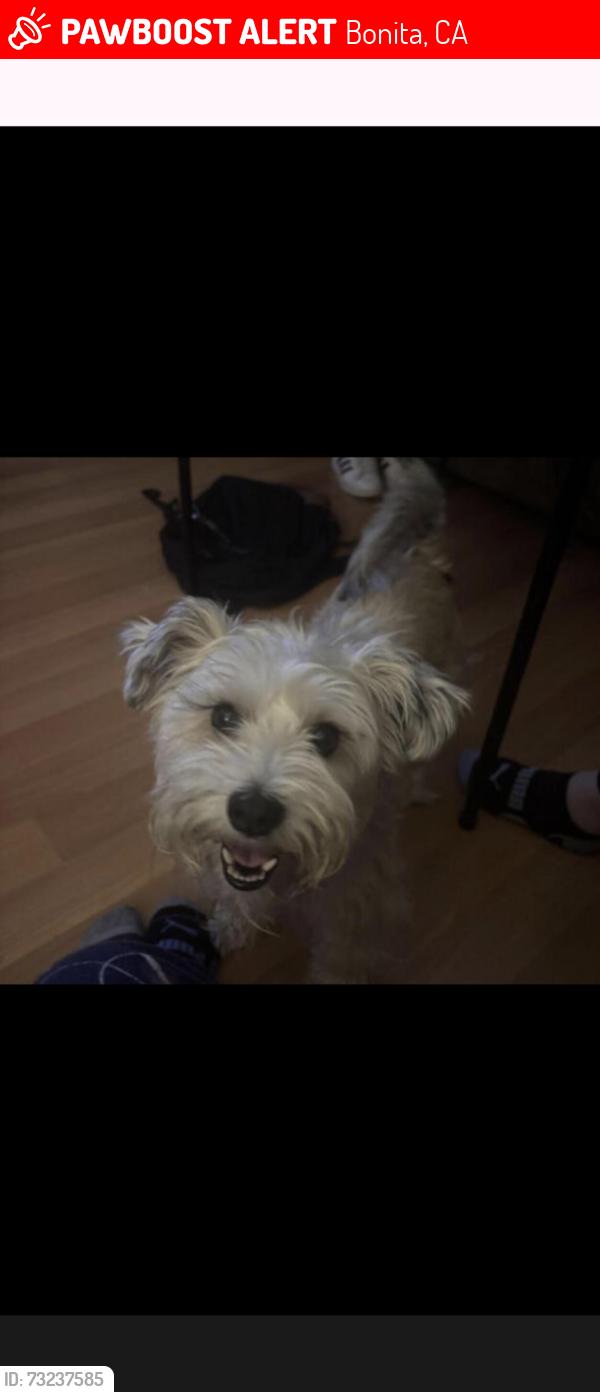 Lost Male Dog last seen Briarwood/ bonita Woods/ Sweetwater road, Bonita, CA 91902