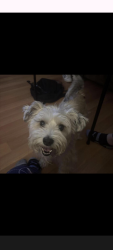 Lost Male Dog last seen Briarwood/ bonita Woods/ Sweetwater road, Bonita, CA 91902