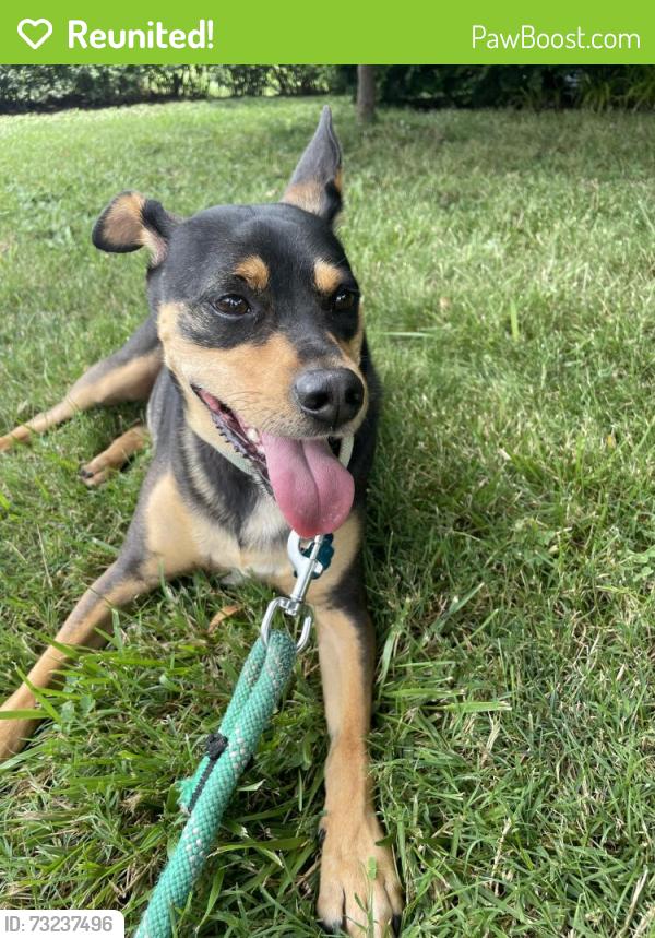 Reunited Male Dog last seen Manoa and Darby road Havertown, Haverford Township, PA 19083