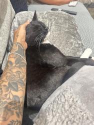 Reunited Male Cat last seen Near links Laindon, Laindon, England 