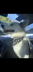 Lost Female Dog last seen Lakepark dr. Nw, Rome, GA 30165
