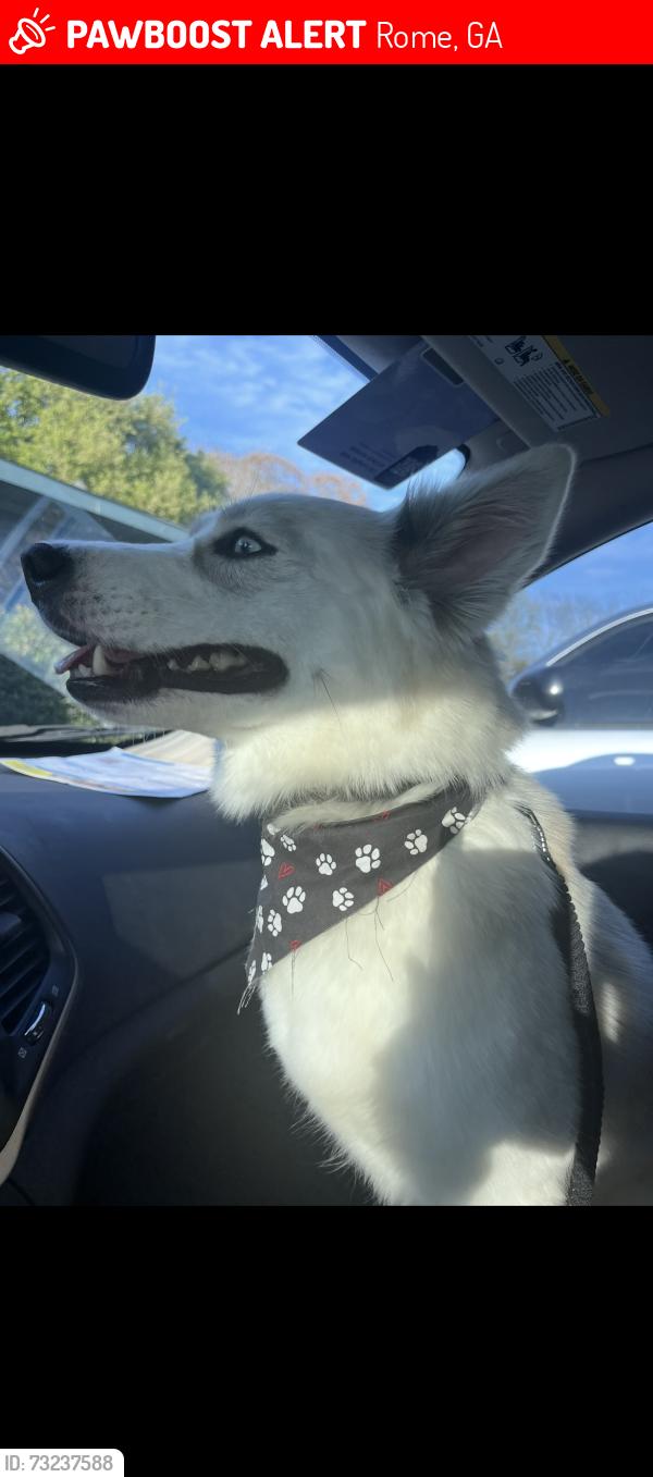 Lost Female Dog last seen Lakepark dr. Nw, Rome, GA 30165