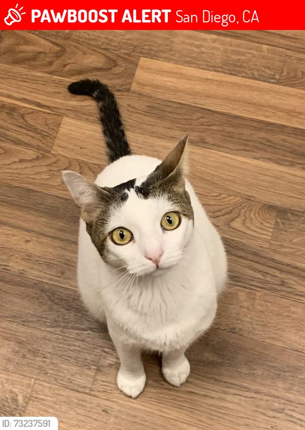 Lost Male Cat last seen Fairmount Ave & Wightman St, San Diego, CA 92105