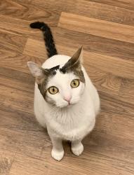 Lost Male Cat last seen Fairmount Ave & Wightman St, San Diego, CA 92105
