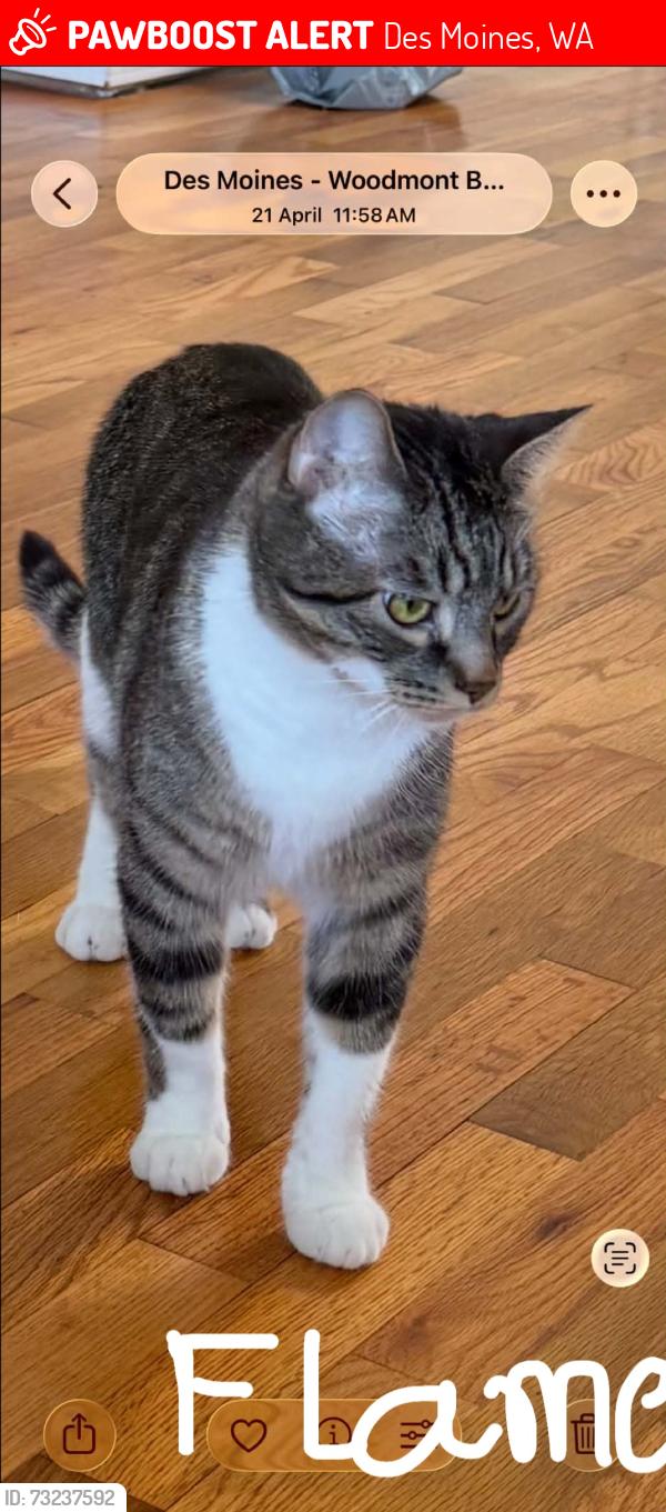 Lost Male Cat last seen Near th Pl , Des Moines, WA , 98198, Des Moines, WA 98198