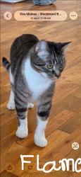 Lost Male Cat last seen Near th Pl , Des Moines, WA , 98198, Des Moines, WA 98198