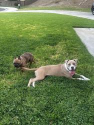 Found/Stray Male Dog last seen Lake hills, El Sobrante, CA 92503