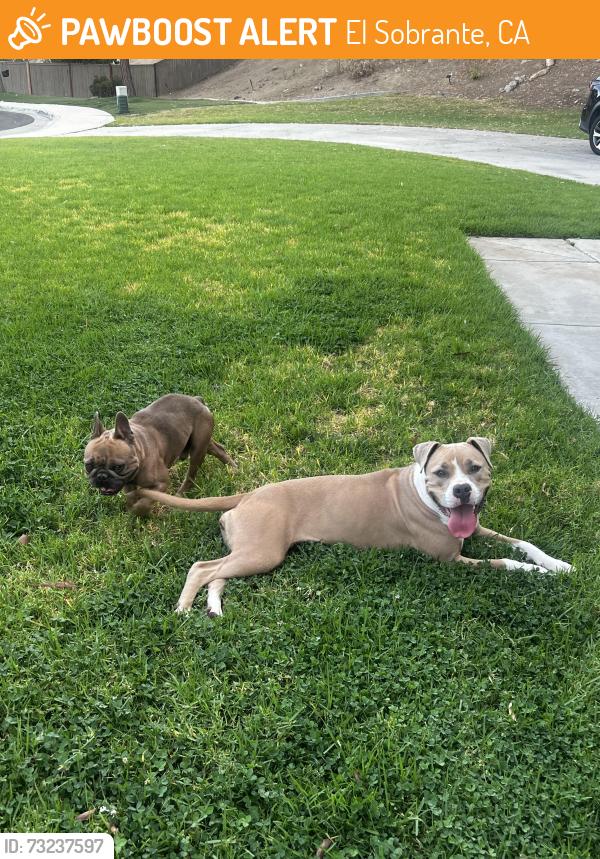 Found/Stray Male Dog last seen Lake hills, El Sobrante, CA 92503