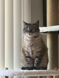 Reunited Female Cat last seen Capitola rd, Santa Cruz, CA 95062