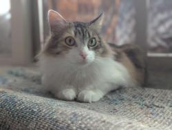 Reunited Female Cat last seen Summerwood apmts, Santa Clara, CA 95050
