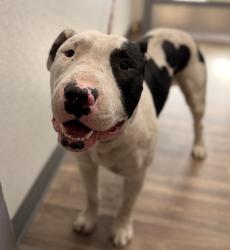 Shelter Stray Male Dog last seen Near Heritage Road, San Diego, CA, 92154, 5500 Gaines St, San Diego, CA 92110, USA