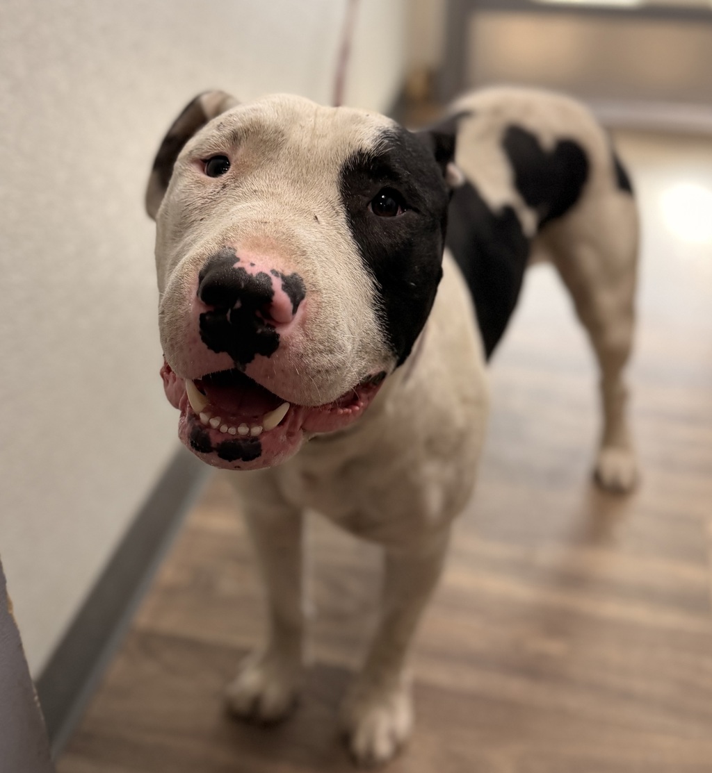 Shelter Stray Male Dog last seen Near Heritage Road, San Diego, CA, 92154, 5500 Gaines St, San Diego, CA 92110, USA
