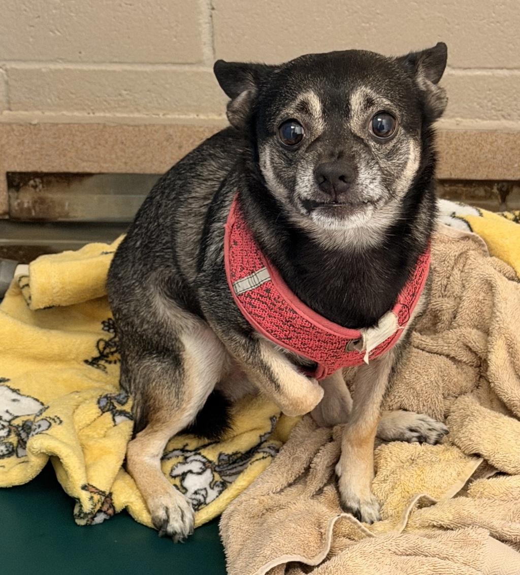 Shelter Stray Male Dog last seen Near Charles Avenue, San Diego, CA, 92154, 5500 Gaines St, San Diego, CA 92110, USA