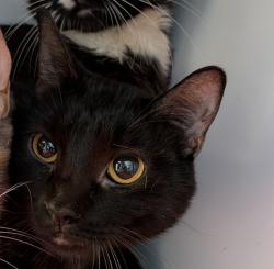 Shelter Stray Male Cat last seen 10th, San Diego, CA, 92101, 5500 Gaines St, San Diego, CA 92110, USA
