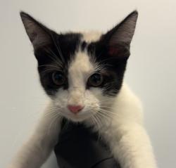 Shelter Stray Female Cat last seen Near Tocayo Avenue, San Diego, CA, 92154, 5500 Gaines St, San Diego, CA 92110, USA