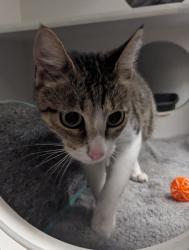 Shelter Stray Female Cat last seen Near E Main Street, El Cajon, CA, 92020, El Cajon, CA 92020, USA