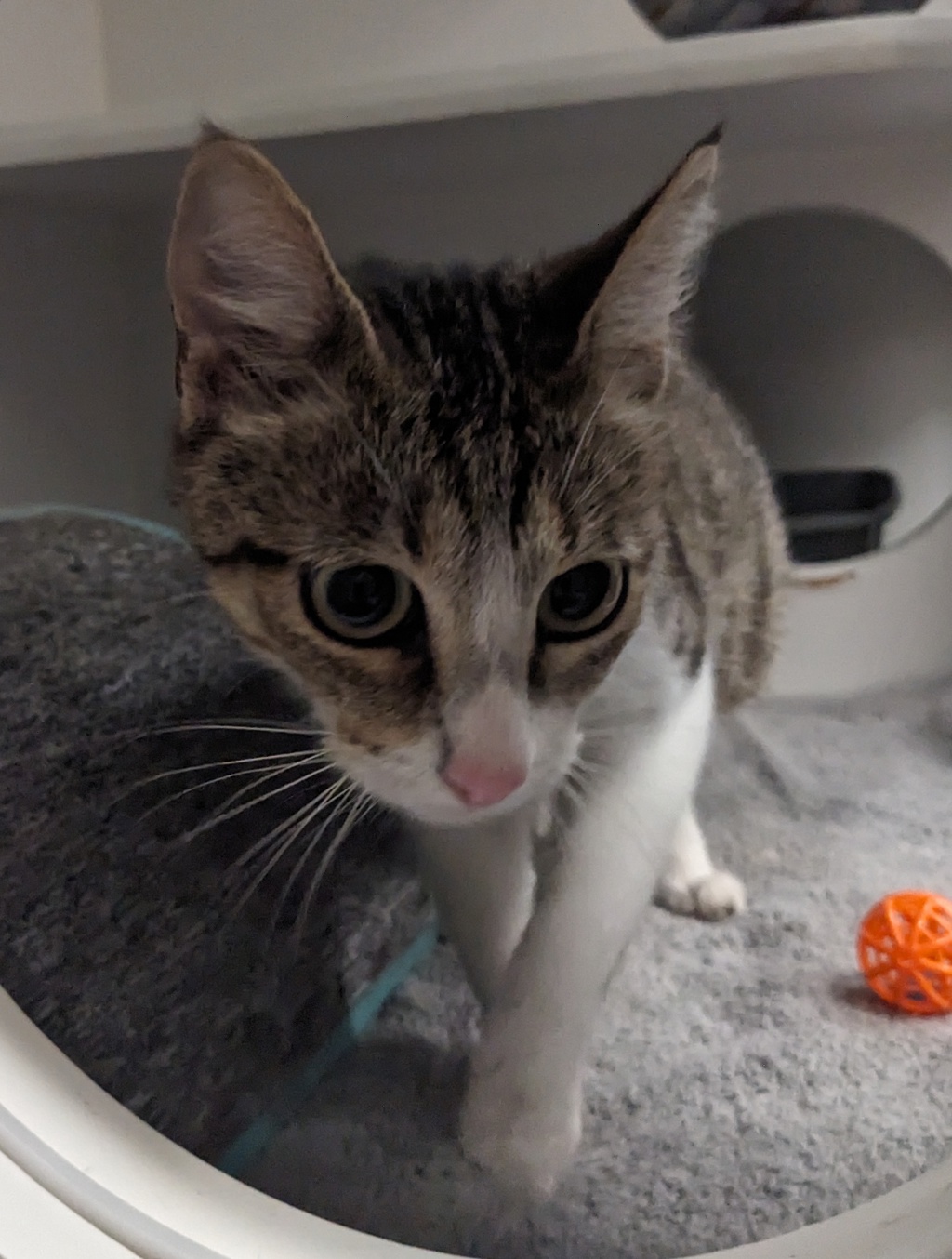 Shelter Stray Female Cat last seen Near E Main Street, El Cajon, CA, 92020, El Cajon, CA 92020, USA