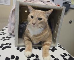 Shelter Stray Male Cat last seen Mesa Drive, Oceanside, CA, 92057, Oceanside, CA 92058, USA