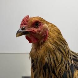 Shelter Stray Male Bird last seen Tecolote Canyon, San Diego, CA, 92110, 5500 Gaines St, San Diego, CA 92110, USA