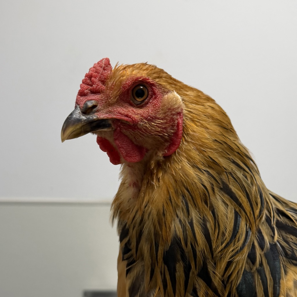 Shelter Stray Male Bird last seen Tecolote Canyon, San Diego, CA, 92110, 5500 Gaines St, San Diego, CA 92110, USA