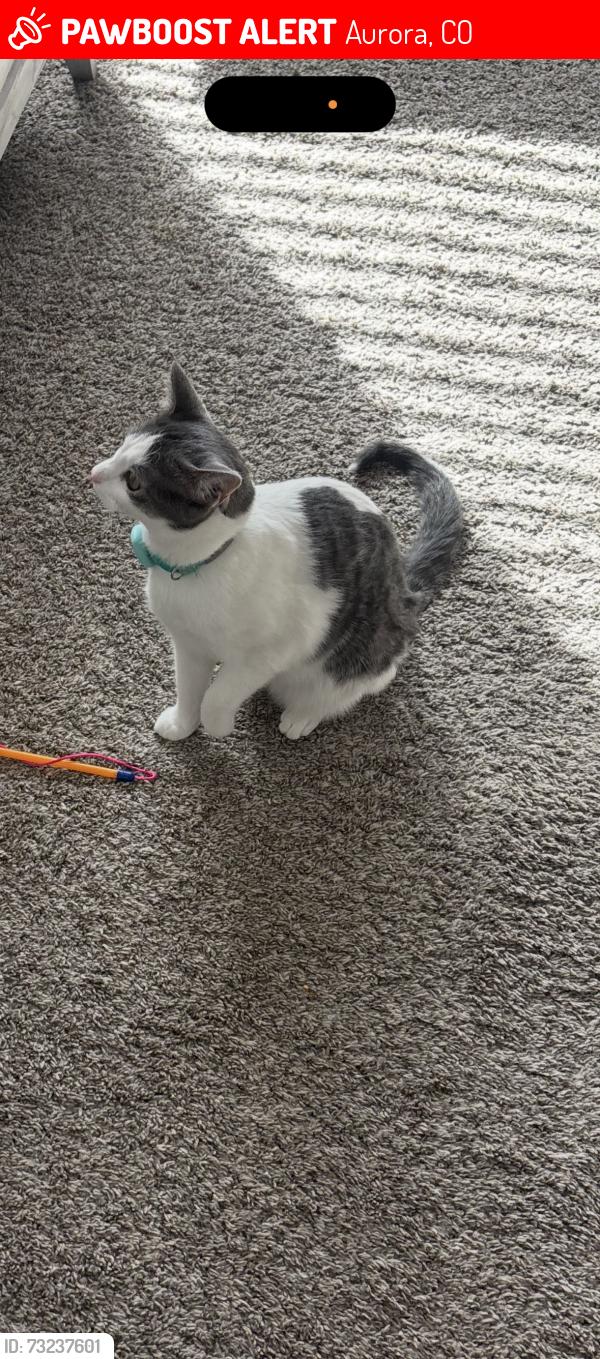 Lost Female Cat last seen batavia drive and espana, Aurora, CO 80011