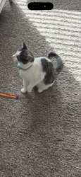 Lost Female Cat last seen batavia drive and espana, Aurora, CO 80011